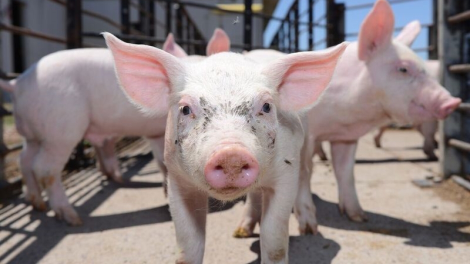 Giá thịt lợn hôm nay 12/10: Cả 3 miền tiếp tục giảm