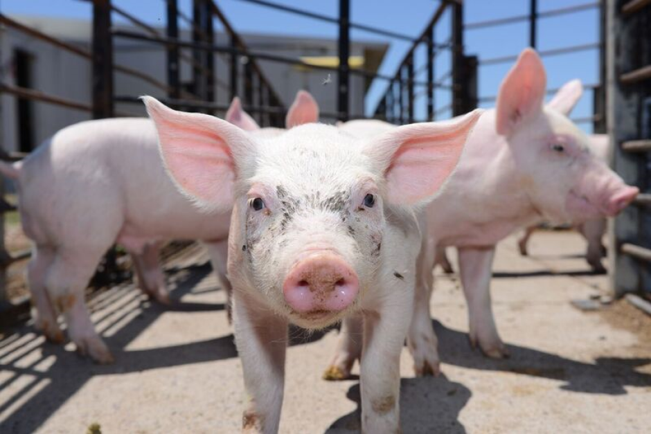 Giá thịt lợn hôm nay 12/10 cả 3 miền tiếp tục giảm (ảnh minh họa)