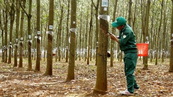 Cập nhật giá cao su hôm nay 12/10: Tiếp tục điều chỉnh tăng