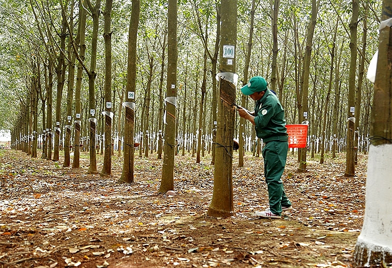 Cập nhật giá cao su hôm nay 12/10 tiếp tục điều chỉnh tăng