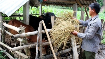Điện Biên: Dự trữ nguồn thức ăn, phòng chống đói, rét cho đàn gia súc vụ Đông Xuân