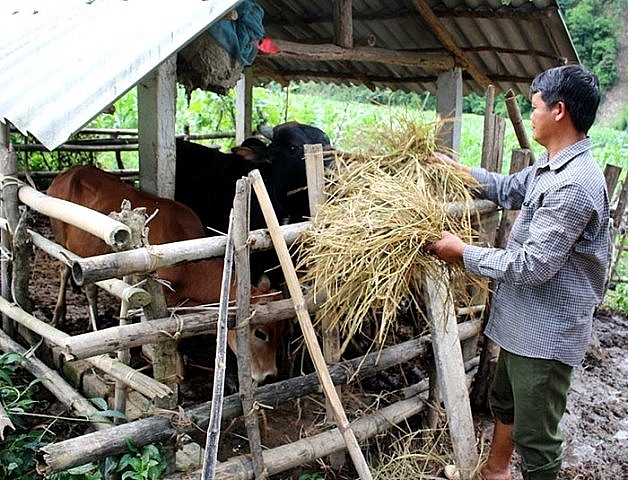 Điện Biên chủ động dự trữ nguồn thức ăn, phòng chống đói, rét cho đàn gia súc vụ Đông Xuân Điện Biên chủ động dự trữ nguồn thức ăn, phòng chống đói, rét cho đàn gia súc vụ Đông Xuân