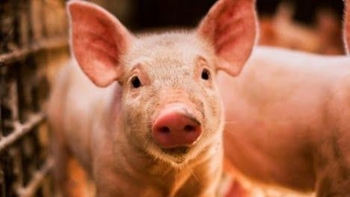 Giá thịt lợn hôm nay 13/10: Đồng loạt giảm sâu