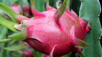 Bảo hộ Chỉ dẫn địa lý “Châu Thành Long An” cho sản phẩm thanh long