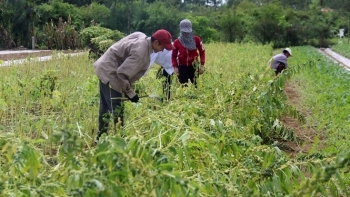 Thúc đẩy sản xuất cây vừng ổn định và bền vững ở Nghệ An