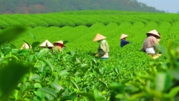 Xuất khẩu chè 9 tháng vẫn tăng trưởng khả quan