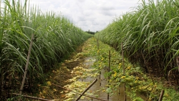 Tháng 9, giá đường trong nước đã được cải thiện