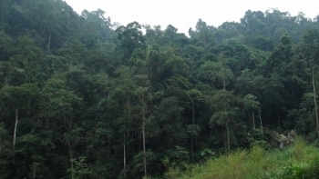 Quảng Nam: Giảm phát thải khí nhà kính gắn với quản lý tài nguyên rừng bền vững