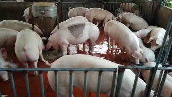 Giá thịt lợn hôm nay 14/10:  Xuất hiện mức 62.000 đồng/kg ở miền Bắc