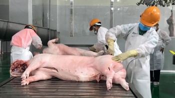 Xuất khẩu thịt tháng 9 tăng 3,6% so với cùng kỳ năm ngoái