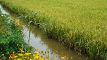 Kiên Giang: Chỉ đạo sản xuất vụ lúa Đông Xuân 2020 - 2021 an toàn, hiệu quả