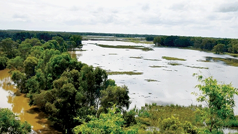 Mực nước về Đồng bằng sông Cửu Long thấp nhất  trong 10 năm qua