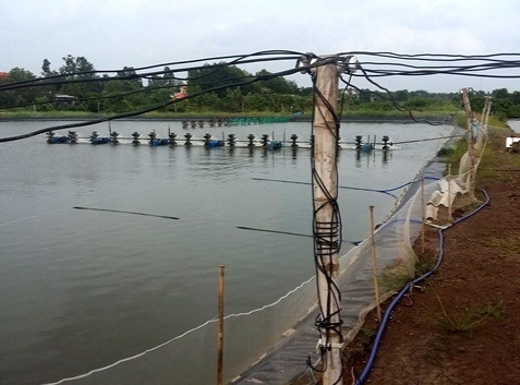 Cà Mau: Khắc phục những hạn chế, tồn tại để xảy ra tai nạn điện