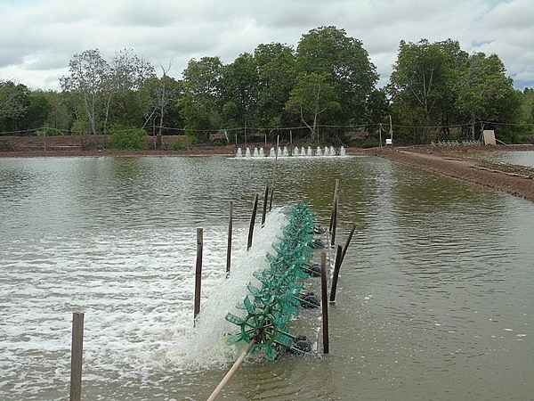 Thủy sản được xác định là lĩnh vực chủ lực được ngành nông nghiệp Trà Vinh tập trung phát triển để bù đắp giá trị sụt giảm trong sản xuất