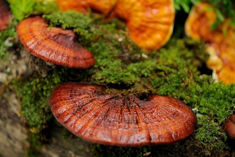 Theo các nghiên cứu khoa học trong nấm Lim rừng có chứa hơn 100 vitamin, khoáng chất, nguyên tố vi lượng có lợi cho sức khỏe con người Theo các nghiên cứu khoa học trong nấm Lim rừng có chứa hơn 100 vitamin, khoáng chất, nguyên tố vi lượng có lợi cho sức khỏe con người