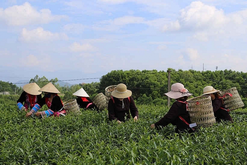 Thu hoạch chè ở xã Quảng Long, huyện Hải Hà, tỉnh Quảng Ninh Thu hoạch chè ở xã Quảng Long, huyện Hải Hà, tỉnh Quảng Ninh