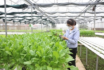 Quảng Ninh: Ngành Nông nghiệp thực hiện đảm bảo mục tiêu tăng trưởng quý IV