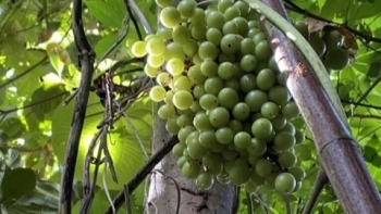 Kiên Giang: Triển khai trồng cây nho rừng tại vườn quốc gia Phú Quốc