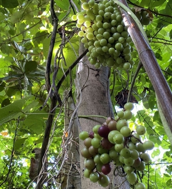 Kiên Giang triển khai trồng cây nho rừng tại vườn quốc gia Phú Quốc