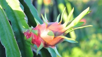 Chỉ dẫn địa lý- cơ sở để Thanh long Bình Thuận thâm nhập vào các thị trường khó tính