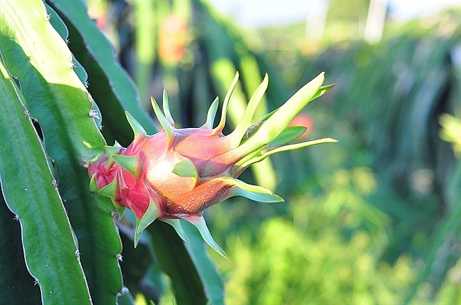 Tính đến tháng 6/2020, Bình Thuận có khoảng 32.000ha thanh long với sản lượng hơn 640.000 tấn