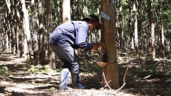 Cập nhật giá cao su hôm nay 17/10: Tiếp tục tăng tại 2 sàn giao dịch