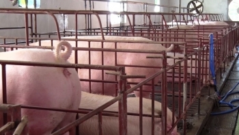 Ninh Bình: Công bố Dịch tả lợn Châu Phi trên địa bàn thôn Tây Đình