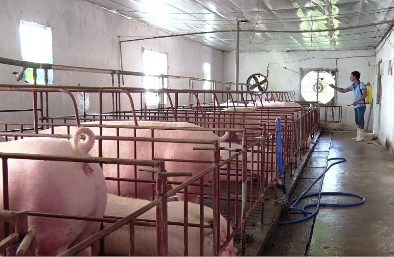 Ninh Bình công bố Dịch tả lợn Châu Phi trên địa bàn thôn Tây Đình, huyện Hoa Lư