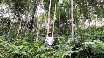 Tuyên Quang: Ban hành kế hoạch dài hạn ứng phó với biến đổi khí hậu