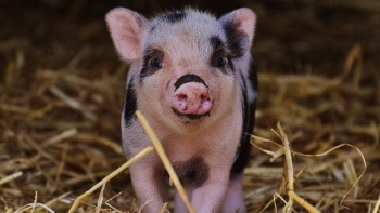 Giá thịt lợn hôm nay 19/10: Điều chỉnh trái chiều