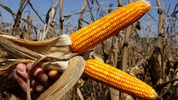 Brazil: Quyết định sẽ bỏ thuế nhập khẩu đối với ngô và đậu tương