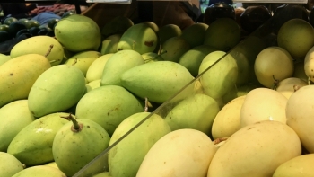 Xuất khẩu xoài sang các thị trường lớn đều tăng trưởng khả quan