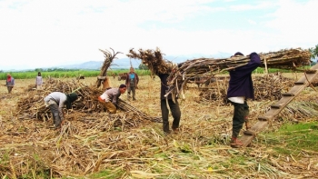 Sản lượng mía tiêu thụ, đưa vào chế biến thấp nhất trong 19 vụ
