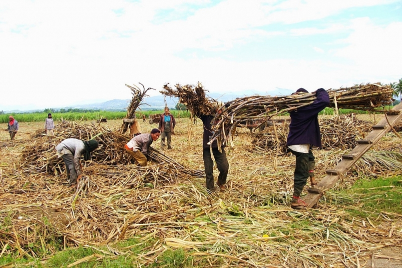 Sự cạnh tranh quyết liệt của các loại đường giá rẻ có nguồn gốc nước ngoài, đường nhập lậu và gian lận thương mại kéo theo giá mía xuống thấp