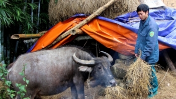 Quảng Ninh: Chủ động thực hiện phòng, chống rét và dịch bệnh cho đàn gia súc, gia cầm