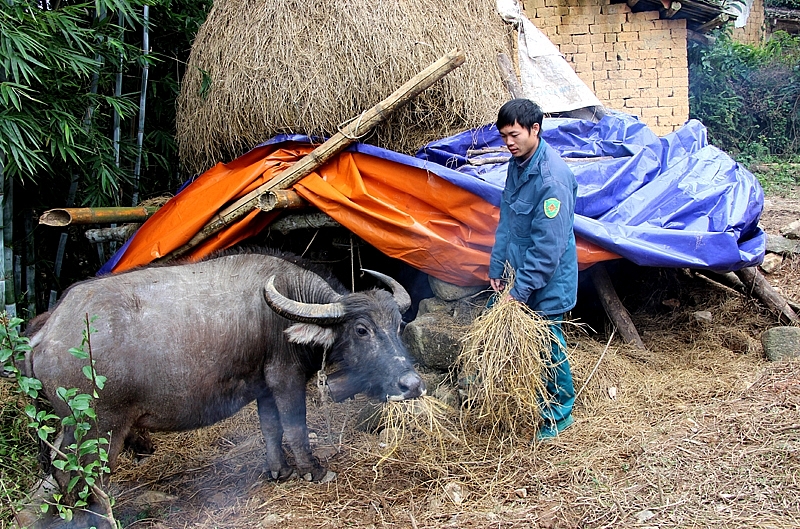 Quảng Ninh chủ động thực hiện phòng, chống rét và dịch bệnh cho gia súc, gia cầm