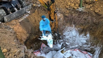 Hà Nội: Tiêu hủy 157 con lợn mắc bệnh dịch tả lợn châu Phi