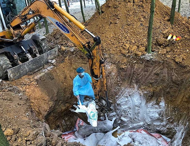 Hà Nội tiêu hủy 157 con lợn mắc bệnh dịch tả lợn châu Phi từ ngày 4/9 đến ngày 14/10/2020 Hà Nội tiêu hủy 157 con lợn mắc bệnh dịch tả lợn châu Phi từ ngày 4/9 đến ngày 14/10/2020