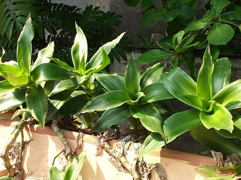 Cây lược vàng có nguồn gốc từ vùng Châu Mỹ, các nước Mexico