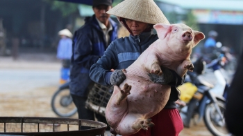 Giá thịt lợn hôm nay 20/10: Tiếp tục điều chỉnh trái chiều trên cả nước