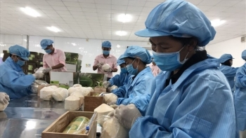 Kim ngạch xuất khẩu sang Pháp đạt 2,49 tỷ USD trong 9 tháng năm 2020