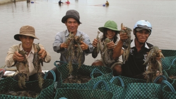 Cà Mau: Nâng cao giá trị cho ngành tôm