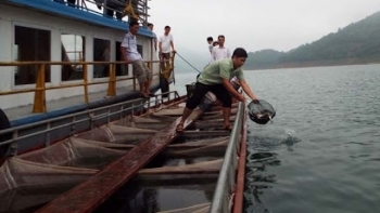 Hà Nội: Thí điểm bảo vệ, tái tạo nguồn lợi thủy sản lưu vực sông Đà