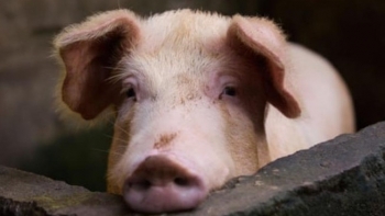 Giá thịt lợn hôm nay 21/10: Nhiều địa phương giảm nhẹ