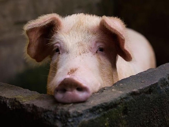 Giá thịt lợn hôm nay 21/10 nhiều địa phương giảm nhẹ