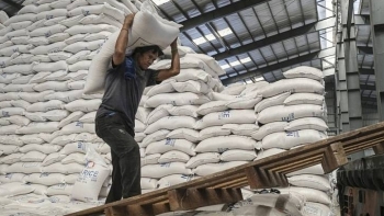 Cập nhật giá gạo hôm nay 22/10: Giá gạo xuất khẩu tăng mạnh