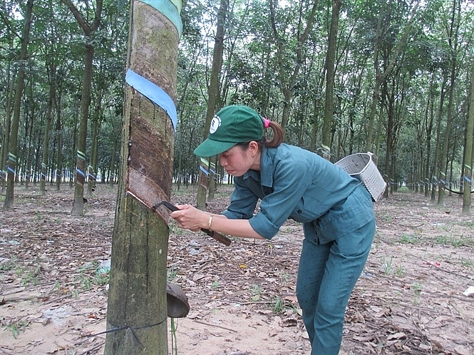 Cập nhật giá cao su hôm nay 22/10: Tăng mạnh