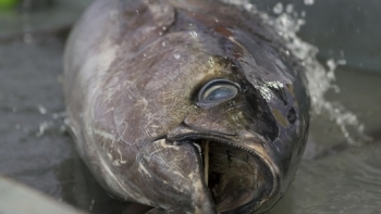 Tháng 9, xuất khẩu cá ngừ sang Italy và Canada tăng mạnh