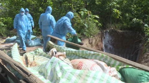 Gia Lai: Ngăn chặn, khống chế dịch tả lợn châu Phi tái phát trở lại