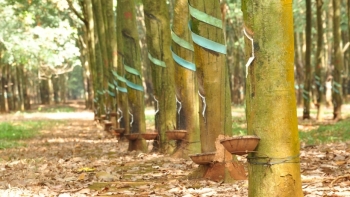 Cập nhật giá cao su hôm nay 23/10: Điều chỉnh trái chiều tại hai sàn giao dịch